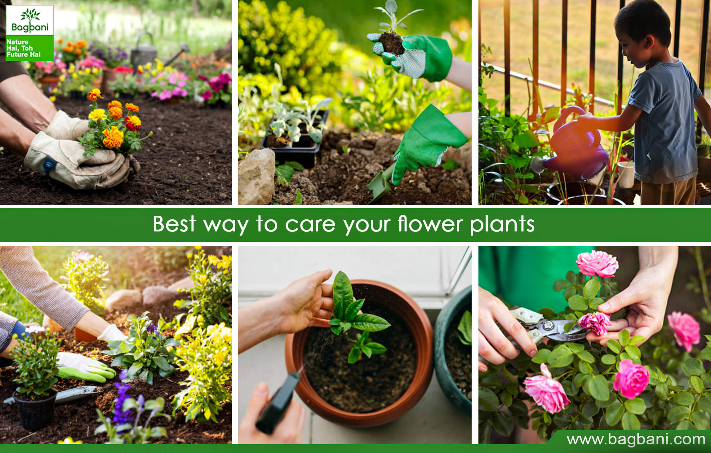 Best way to care your flower plants